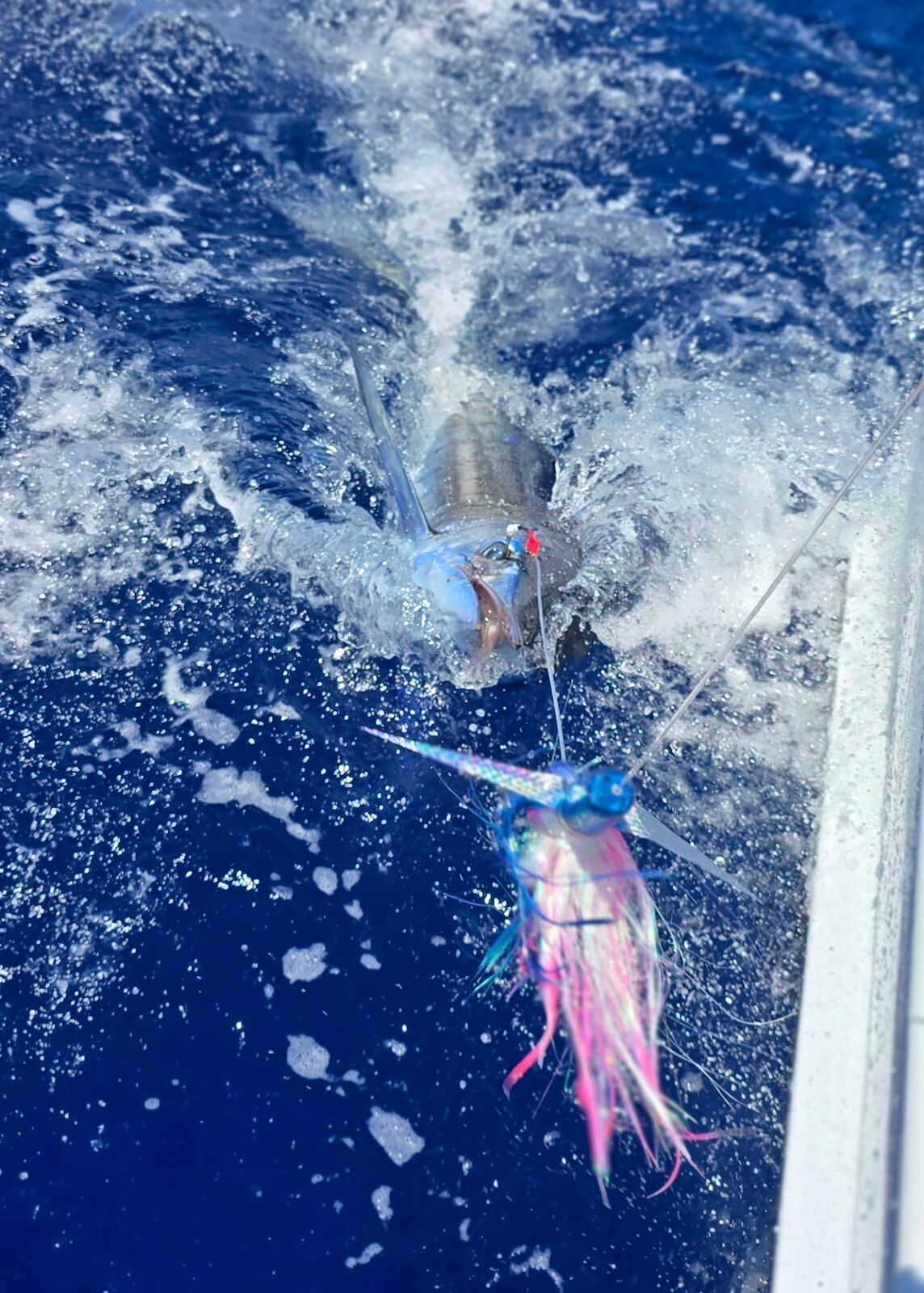 Marlin on the pink lure