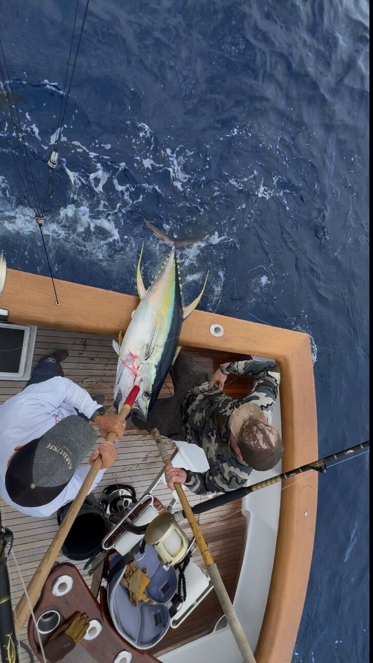 Top-down gaffing tuna