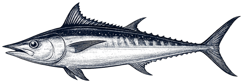 Bigeye Tuna