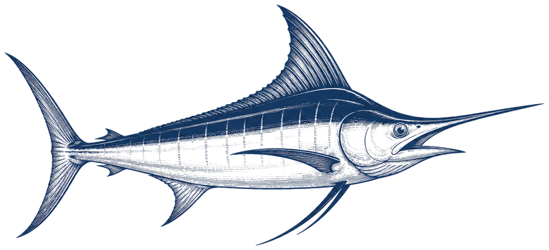 Pacific Blue Marlin
