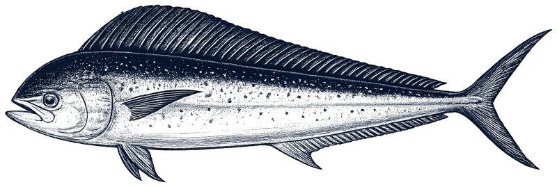 Mahi Mahi
