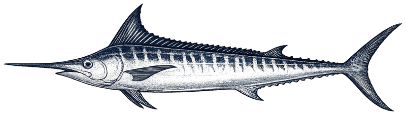 Shortbill Spearfish