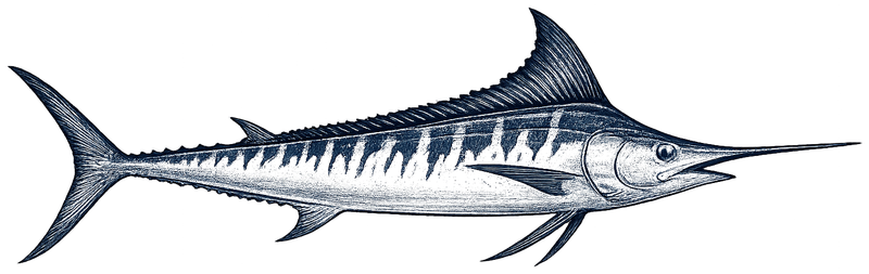Striped Marlin
