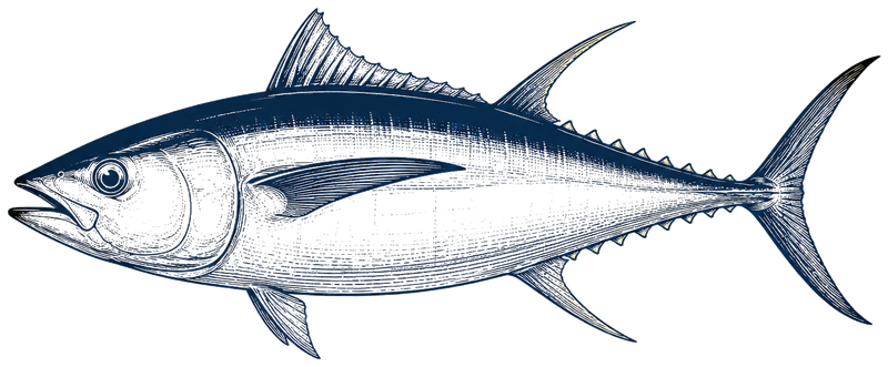 Yellowfin Tuna